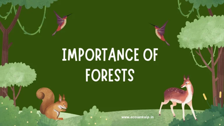 10 Importance Of Forest You Need To Know